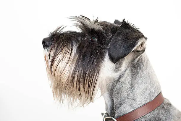 Profile of a Schnauzer puppy