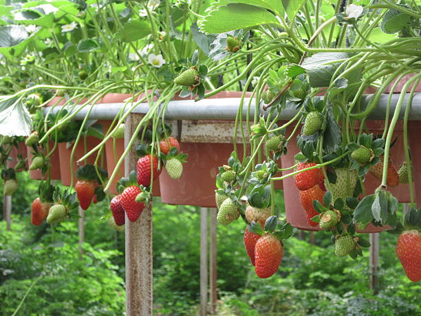 strawberry hydroponischen garten gezüchtet wurden, row - hydroponics strawberry farm homegrown produce stock-fotos und bilder