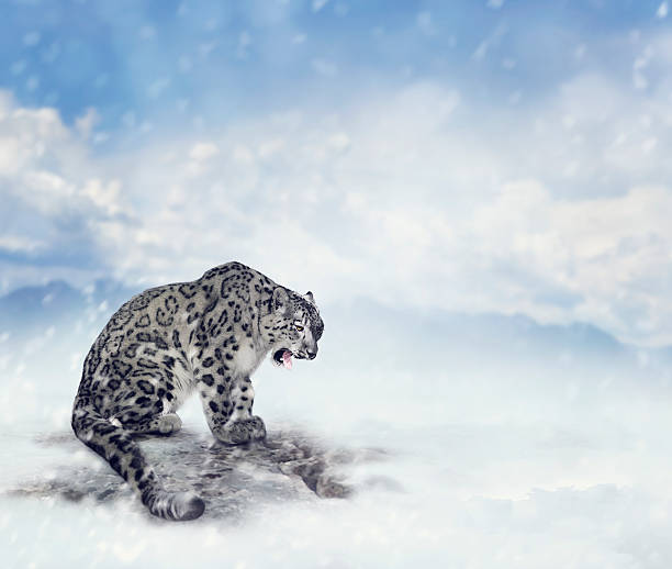 スノーレオパード - snow leopard leopard animal snow ストックフォトと画像