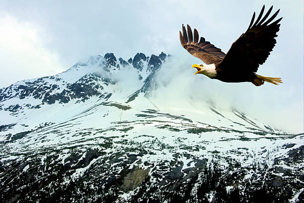 American Bald Eagle Soars Amid Majestic Alaska Mountains.