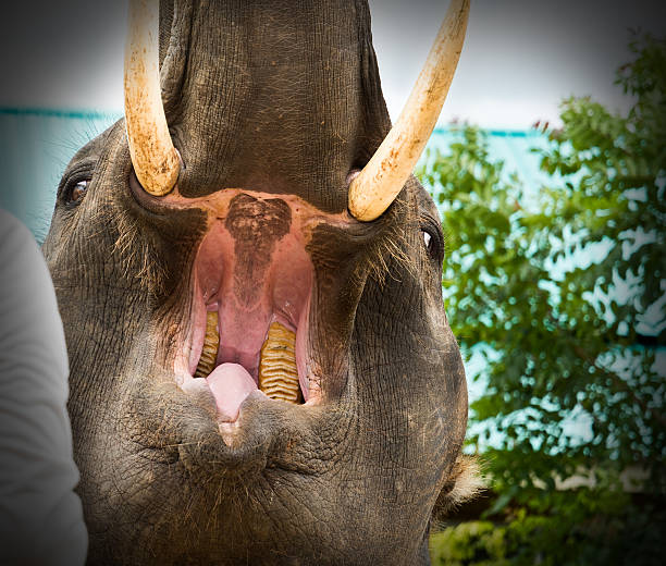 elefante apre la bocca - la bocca apre foto e immagini stock