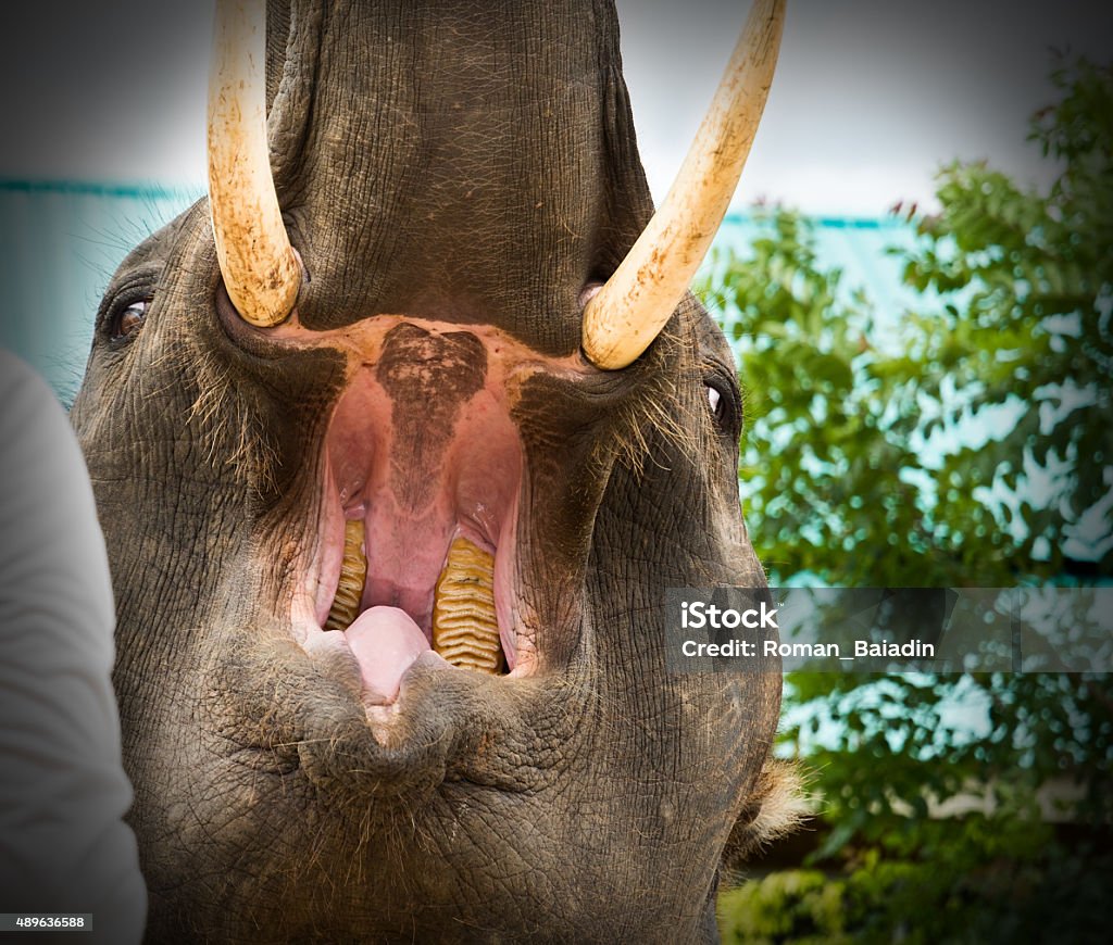 Elephant opens his mouth Huge pink mouth of the elephant. Want to eat Elephant Stock Photo