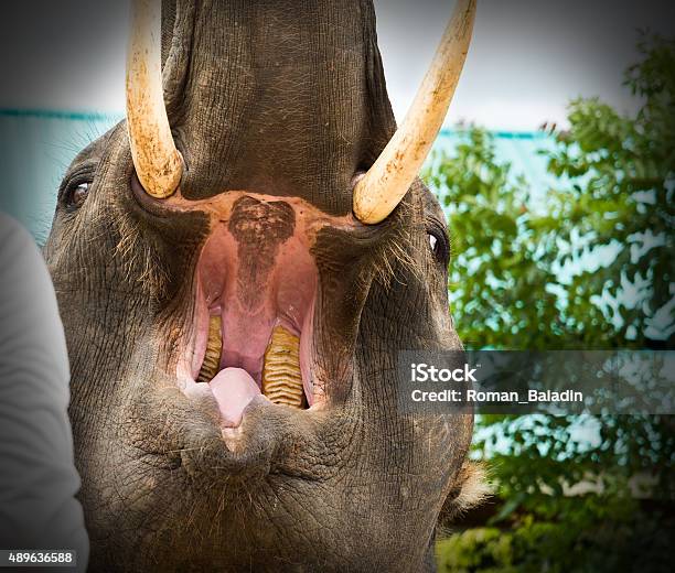 Elephant Opens His Mouth Stock Photo - Download Image Now - Elephant, Open, Opening