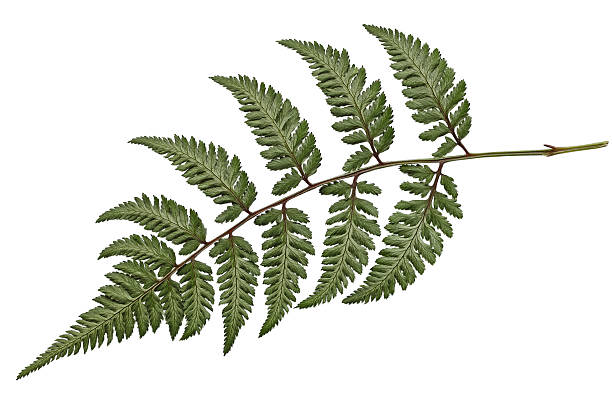 metallicum 양치식물 - silver fern 뉴스 사진 이미지