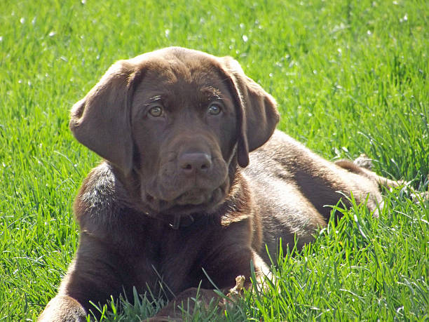 istock Chocolate Lab Puppy Laying in the Grass 489638352