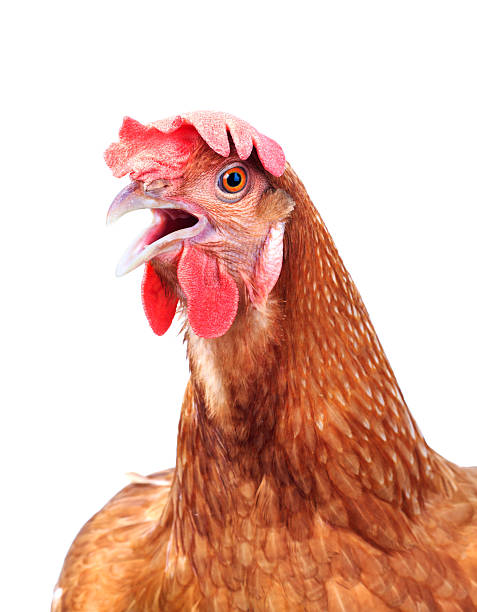 istock close up brown hen isolated white background 489638546