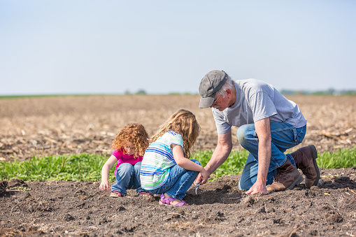 Two young girls helping Grandpa check to see if the soybean seeds have started growing in the field yet. Grandpa is using his pliers to dig in the dirt. The older sister is helping Grandpa, while the younger sister is doing her own thing.