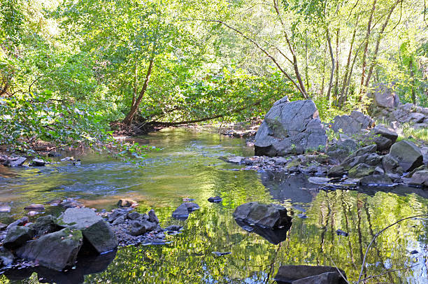 Emerald River The Patapsco River at Laurel, Maryland with a beautiful green tint on the water. laurel maryland stock pictures, royalty-free photos & images