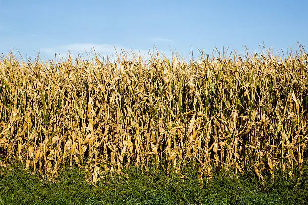 A row of fully matured and brown cornstalks against a bright blue sky in Fall.