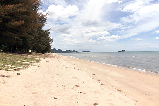 istock Pine Ridge in beach and sea 489640506