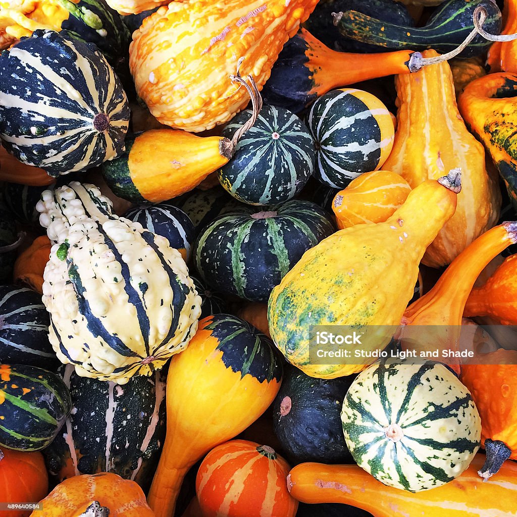 Gourds of different shapes and colors Gourds and squashes of different shapes and colors. Gourd Stock Photo