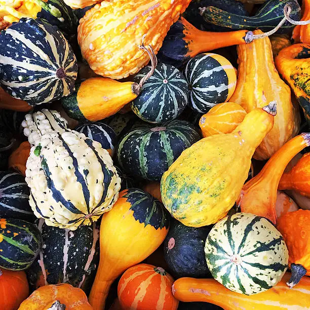 Photo of Gourds of different shapes and colors