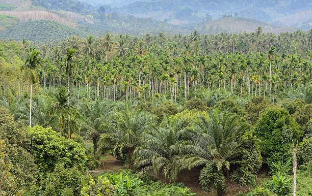 istock Oil Palm Plantation 489640832