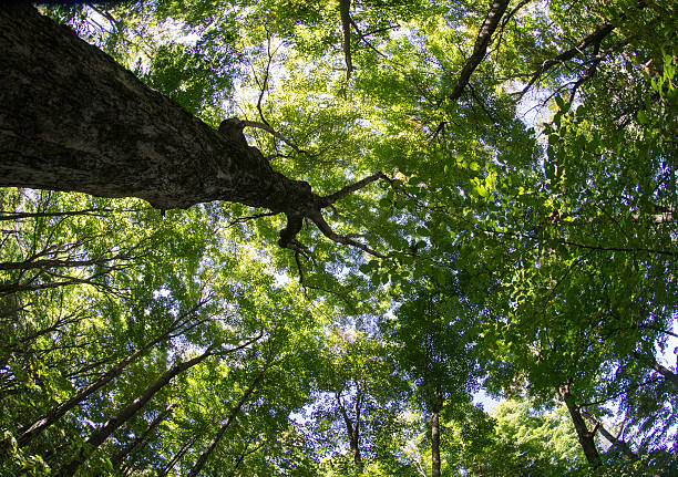 istock Summer Tree Canopy Shot With Fish Eye Lens 489641068