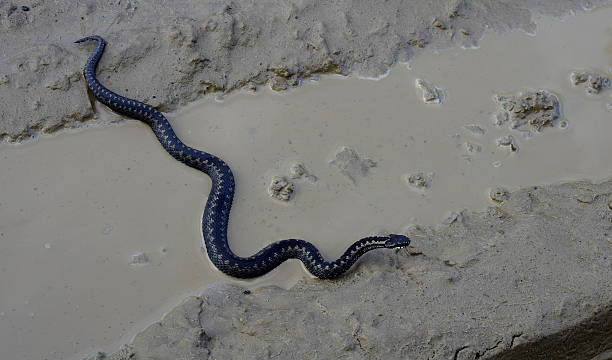 istock Common European Adder in leaf litter 489642066