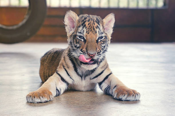 Tiger greedily licked looking at camera. stock photo