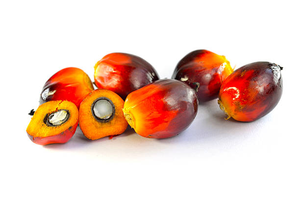 istock Oil palm fruits 489643488