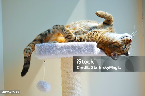 istock Cat Upside Down 489643538