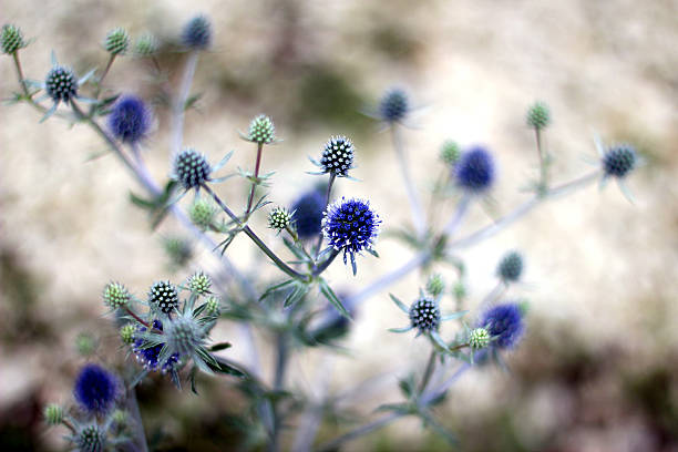 Eryngium. Croatia stock photo