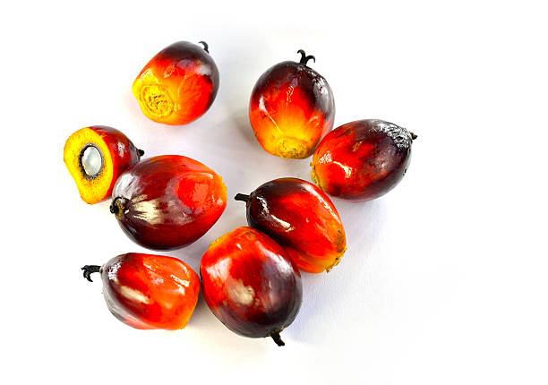 Close up of fresh oil palm fruits isolated on white background, selective focus.  