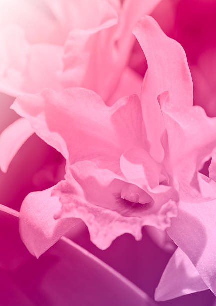 istock Pink orchid in natural background 489643836