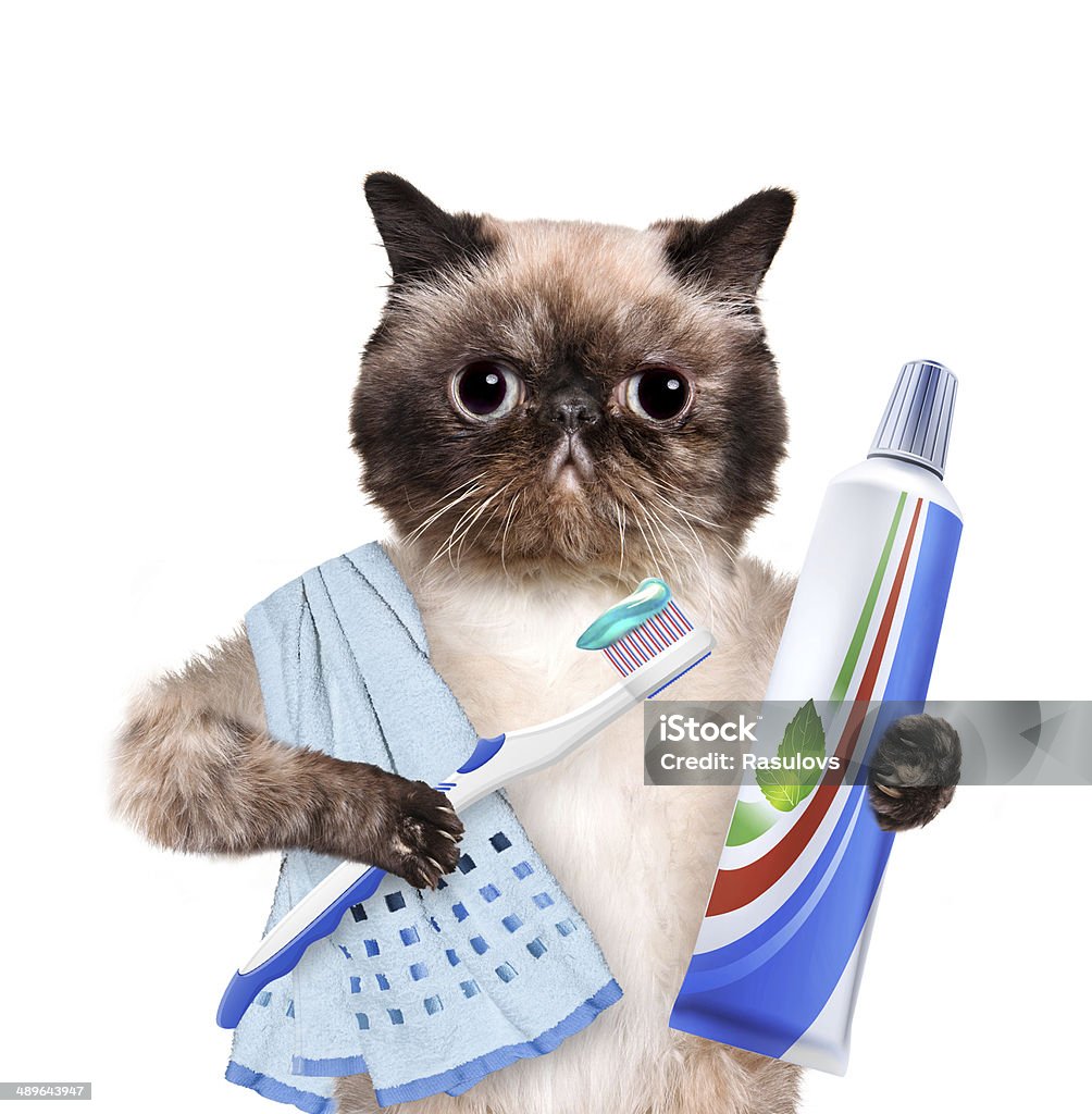 Brushing teeth cat. Brushing teeth cat. Isolated on white. Creative. Creativity Stock Photo