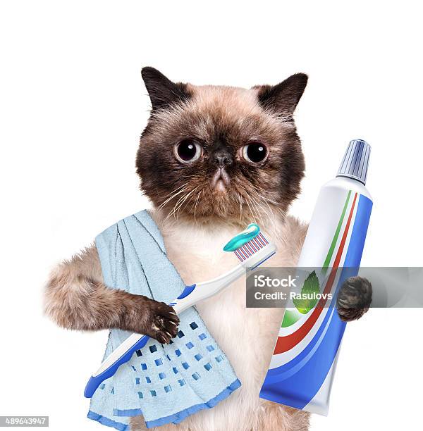 Brushing Teeth Cat Stock Photo - Download Image Now - Creativity, Dental Health, Photography