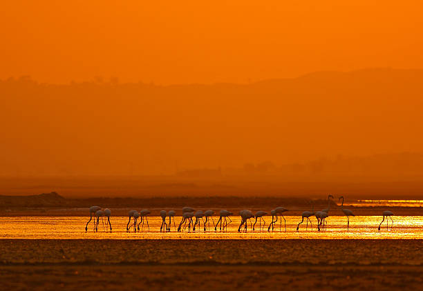 istock Greater flamingoes 489644036
