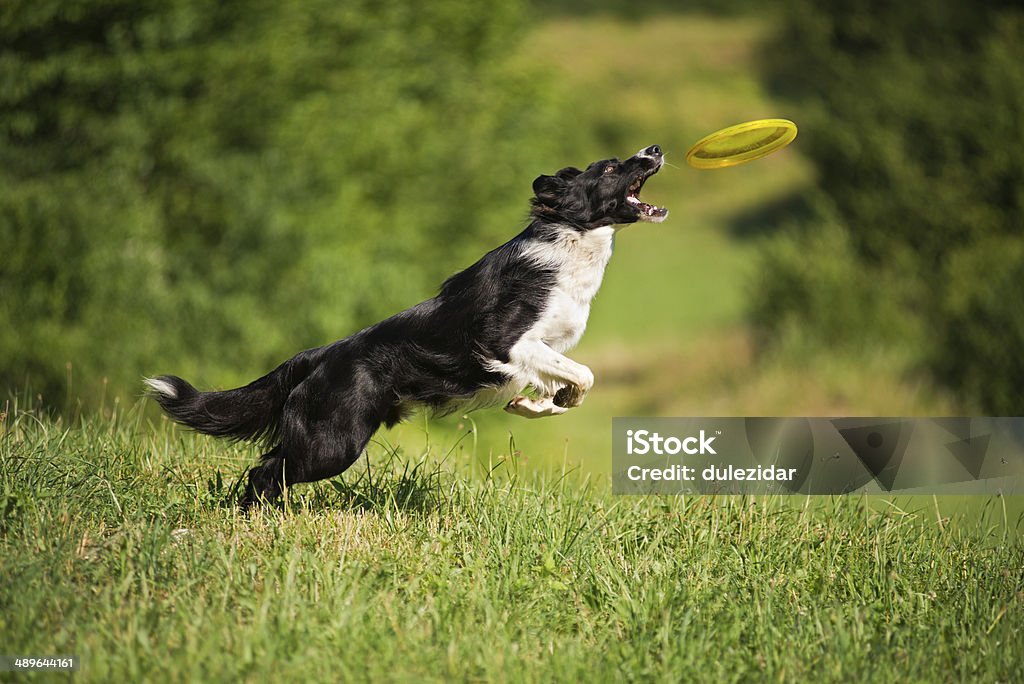 Border Collie Border Collie jumping and catching frisbee outdoors Dog Stock Photo