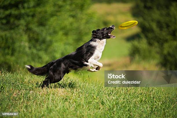 Border Collie Stock Photo - Download Image Now - Dog, Plastic Disc, Playful