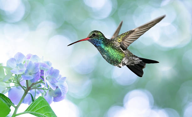 Dreamy image of a Ruby-throated Hummingbird Ruby-throated hummingbird in the garden aviary photos stock pictures, royalty-free photos & images