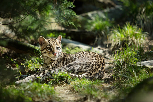 Ocelot stock photo