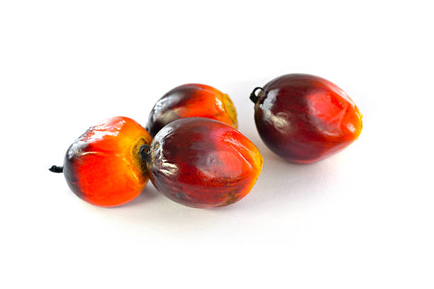 istock Oil palm fruits 489644248
