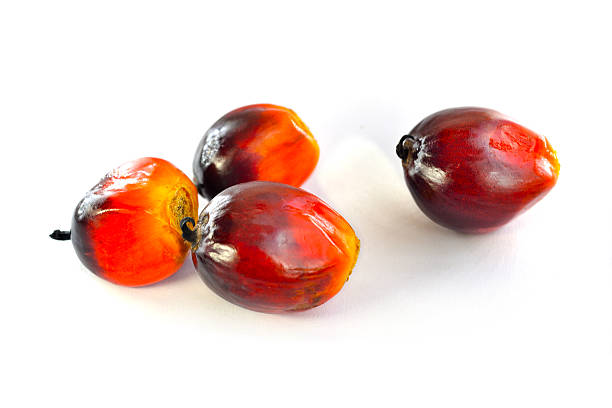 Close up of fresh oil palm fruits isolated on white background, selective focus.  