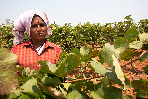 Bangalore, Karnataka, India - March 25, 2010: Portrait of a women harvesting grapes in a vineyard for wine preparation.