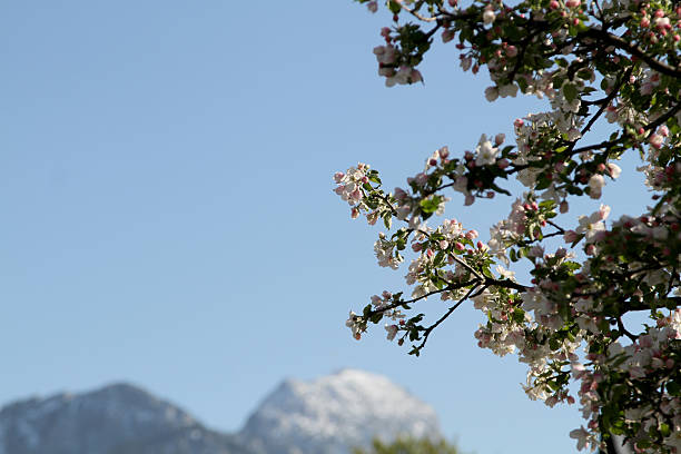apple trees in Bad Feilnbach, Bavaria, an area which is full of apple trees near the mountains. In Spring it is wonderful to walk and bike around that area. The village is special known for health and wellness because of the good breath and climate.