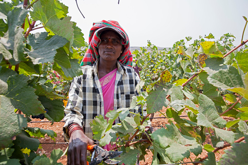 Bangalore, Karnataka, India - March 25, 2010: Portrait of a women harvesting grapes in a vineyard for wine preparation.