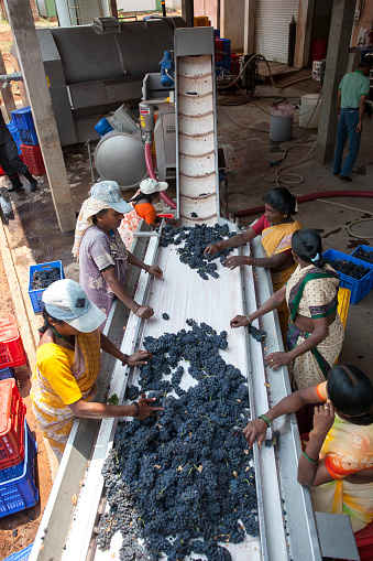 Bangalore, Karnataka, India - March 25, 2010: Wine making process with red grapes