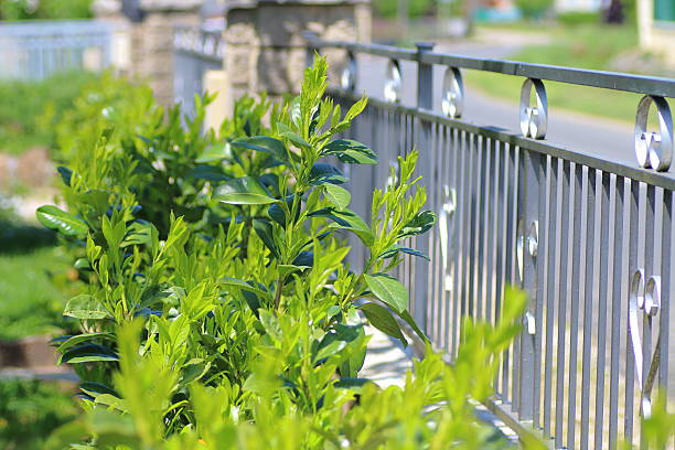 Laurel bay tree in a garden along the fence of the private property.