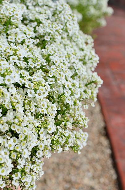 istock White Lobularia flowers next to a brick pathway 489645185