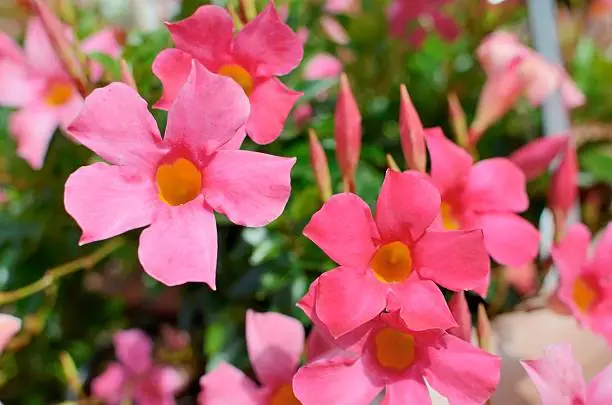 Beautiful Pink Mandevilla in a planter in a formal garden. Selective focus. Nice summer background.