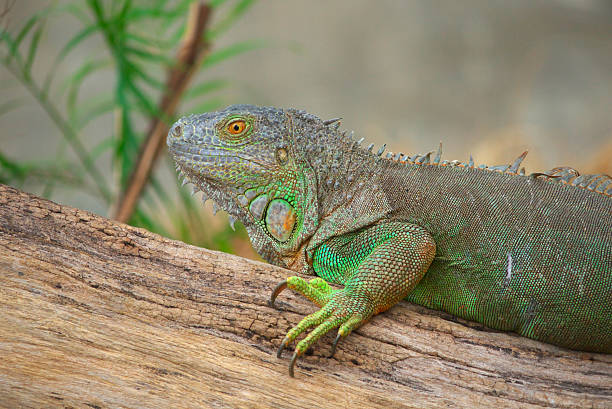 iguana stock photo