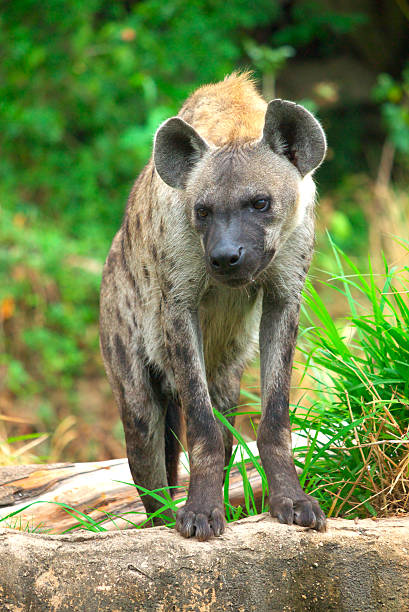 Spotted hyena stock photo