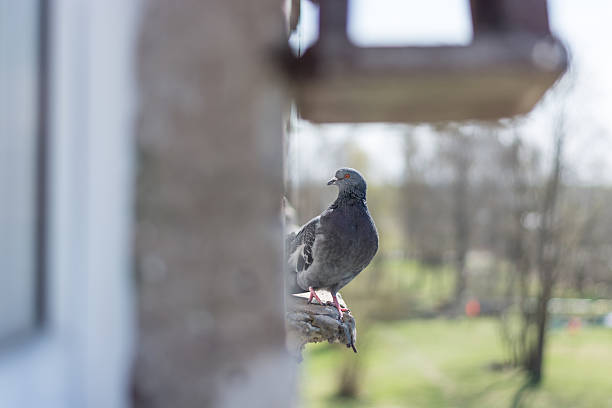 istock pigeon portrait, close up 489647631