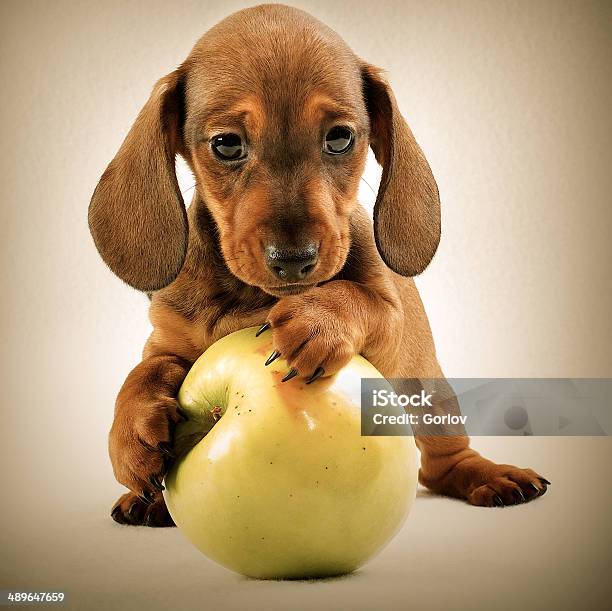 Dachshund Stock Photo - Download Image Now - Apple - Fruit, Dachshund, Animal