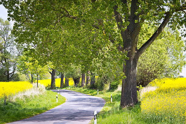 istock Rapeseed Field with Rural Street 489648629