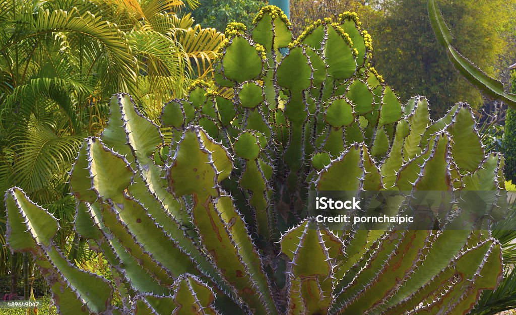 Cactus - Foto de stock de Aire libre libre de derechos