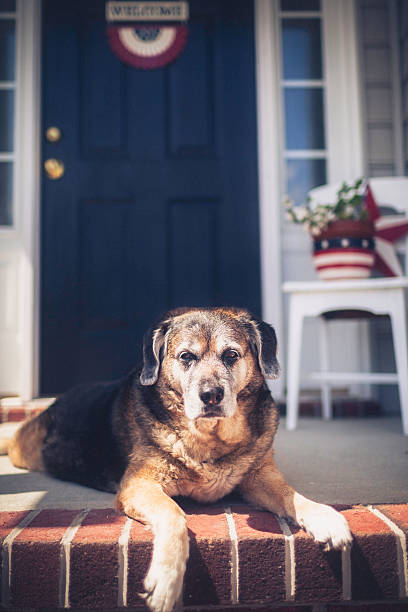 istock Patriotic Welcome Home with Dog Waiting Patiently 489649281
