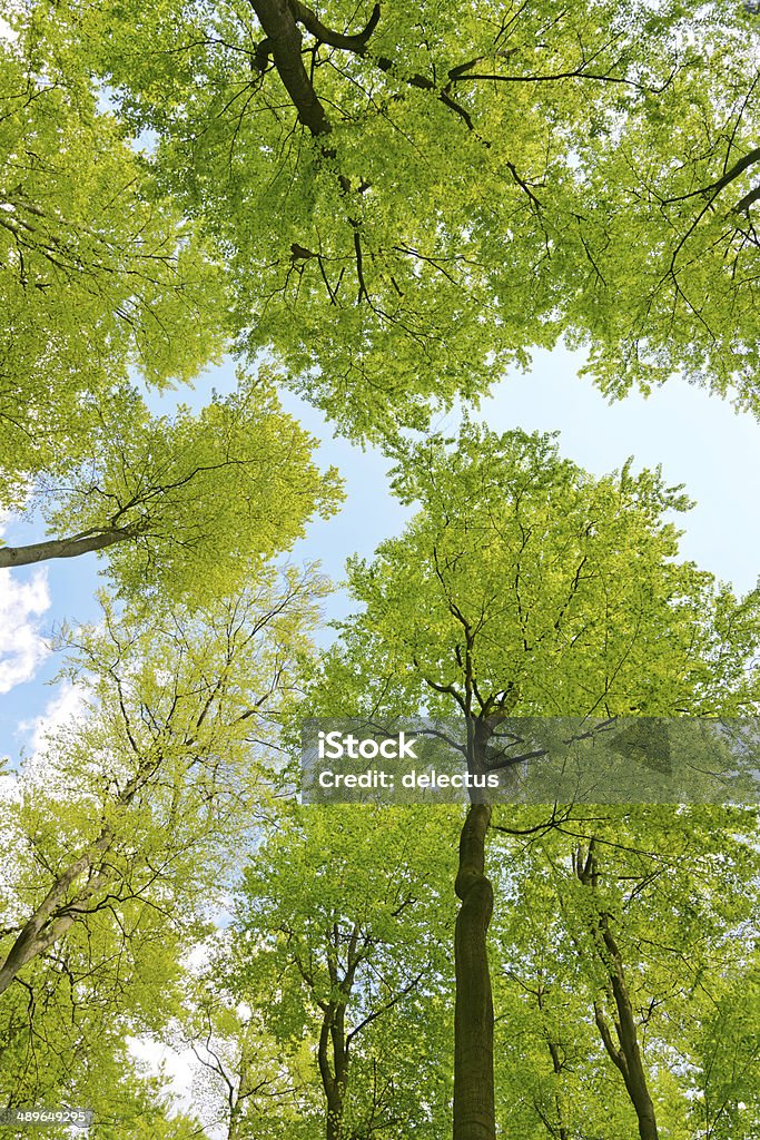 spring Sonne im Buche forest - Lizenzfrei Anhöhe Stock-Foto