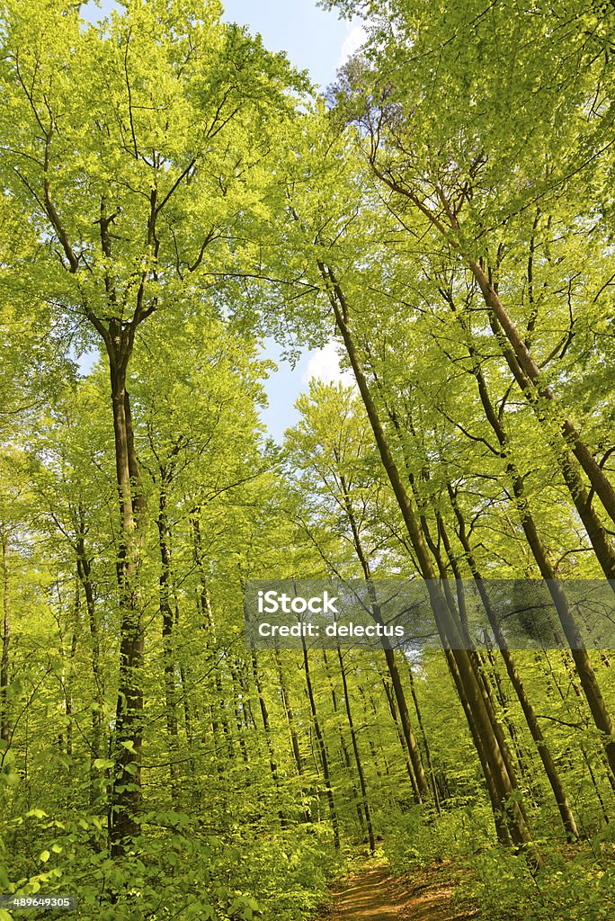 Weg im Wald Frühling beech - Lizenzfrei Anhöhe Stock-Foto